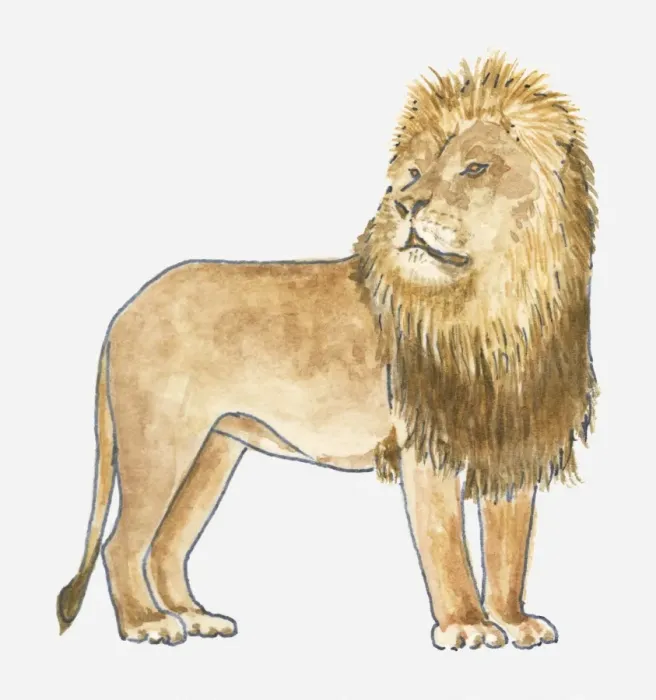 Framed Print : Illustration of Lion (Panthera leo), standing Framed Print : Illustration of Lion (Panthera leo), standing