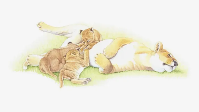 Framed Print : Illustration of lioness with cubs Framed Print : Illustration of lioness with cubs