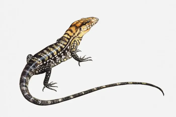 Framed Print : Illustration of a lizard