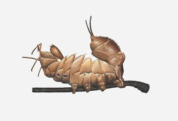 Illustration of Lobster Moth (Stauropus fagi) caterpillar on stem