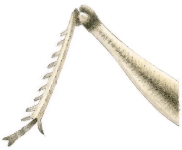 Framed Print : Illustration of locust leg showing knee joint used for jumping