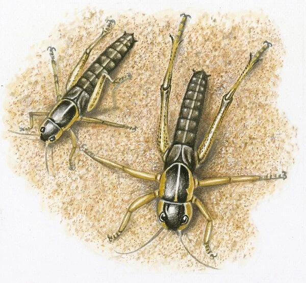 Illustration of Locust nymph showing second molt and change in size