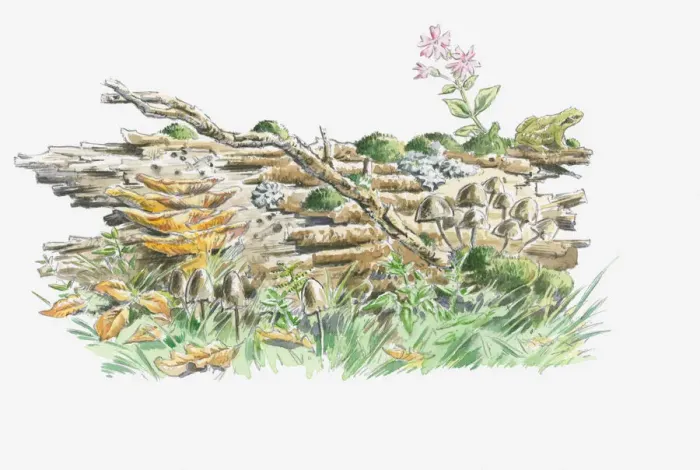Framed Print : Illustration of log one year from falling with moss, lichen, fungi and plants and frog, larvae and insects thriving on decay Framed Print : Illustration of log one year from falling with moss, lichen, fungi and plants and frog, larvae and insects thriving on decay