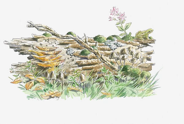 Illustration of log one year from falling with moss, lichen, fungi and plants and frog, larvae and insects thriving on decay