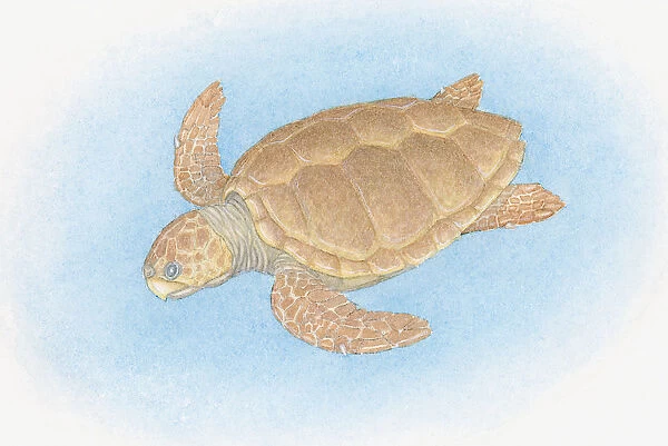 Illustration of Loggerhead Sea Turtle (Caretta caretta), swimming