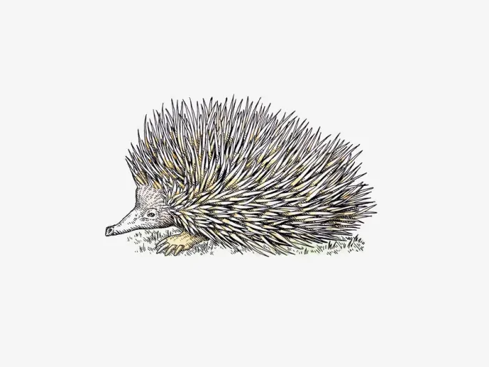 Framed Print : Illustration of Long-beaked Echidna (Zaglossus) Framed Print : Illustration of Long-beaked Echidna (Zaglossus)