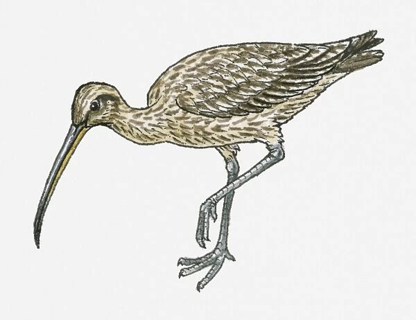 Illustration of Long-billed Curlew (Numenius americanus)