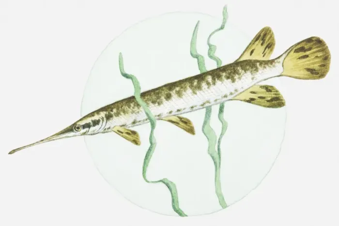 Framed Print : Illustration of a Longnose gar (Lepisosteus osseus)