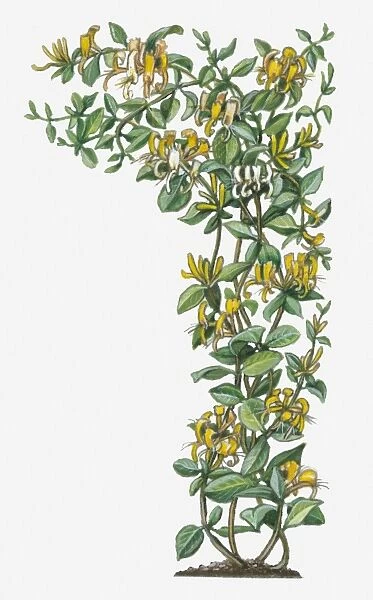 Illustration of Lonicera japonica (Japanese Honeysuckle) with yellow flowers on vine with green leaves