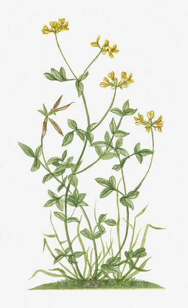Illustration of Lotus corniculatus (Birds Foot Trefoil) with yellow flowers and pea-like pods on long stems with green leaves