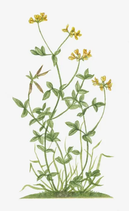 Framed Print : Illustration of Lotus corniculatus (Birds Foot Trefoil) with yellow flowers and pea-like pods on long stems with green leaves Framed Print : Illustration of Lotus corniculatus (Birds Foot Trefoil) with yellow flowers and pea-like pods on long stems with green leaves