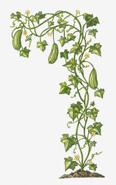 Illustration of Luffa cylindrica (Smooth Loofah) bearing greenfruit and yellow flowers