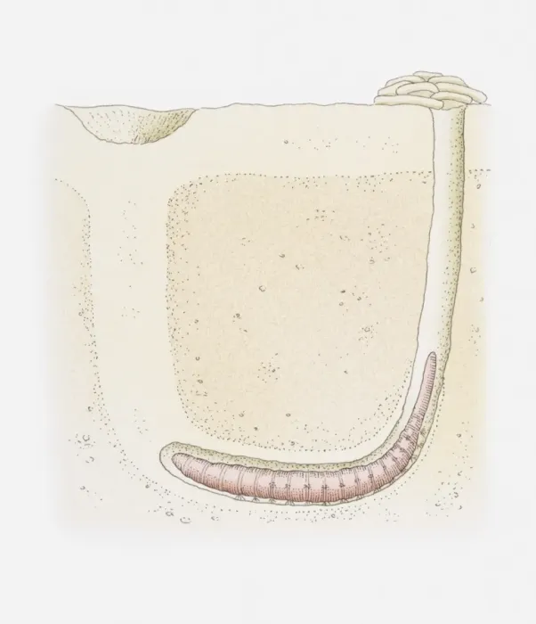 Framed Print : Illustration of a lugworm burrow, cross-section Framed Print : Illustration of a lugworm burrow, cross-section
