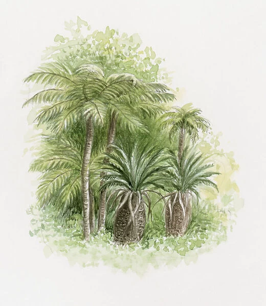 Illustration of lush palm trees