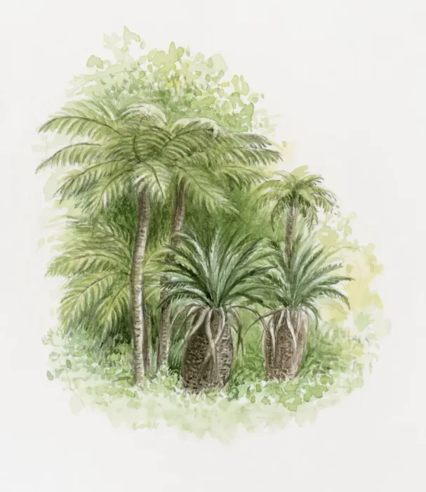 Framed Print : Illustration of lush palm trees Framed Print : Illustration of lush palm trees