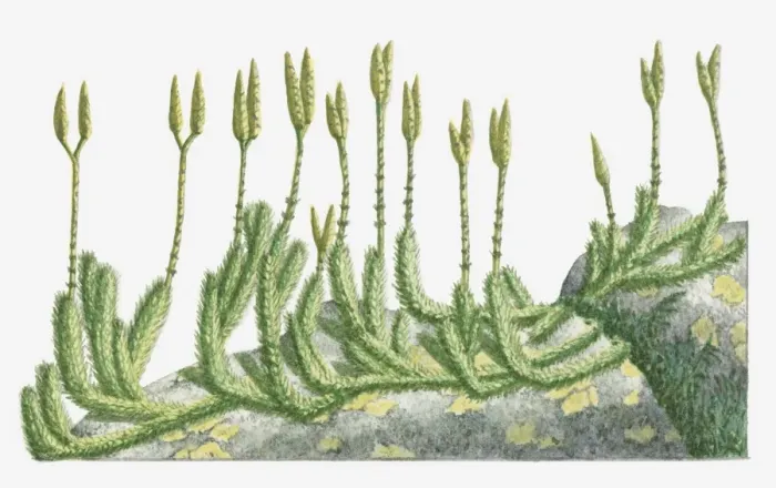 Framed Print : Illustration of Lycopodium clavatum (Wolf s-Foot Clubmoss, Stag s-horn Clubmoss) with upright stems bearing spore cones