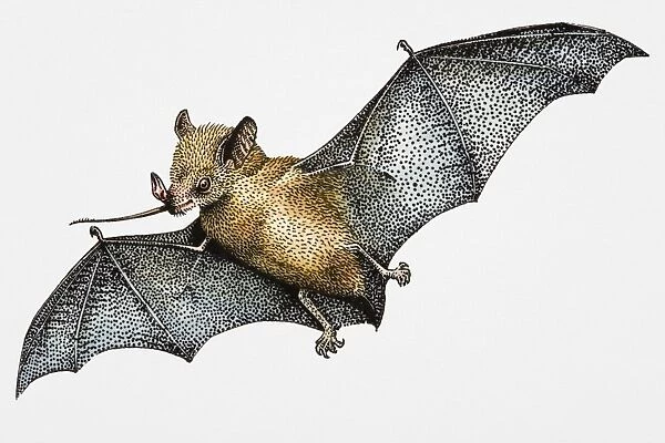Illustration of Madagascar Fruit Bat (Pteropus rufus), carrying boabab flower in mouth
