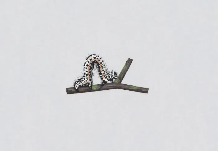 Framed Print : Illustration of Magpie Moth (Abraxas grossulariata) caterpillar on stem Framed Print : Illustration of Magpie Moth (Abraxas grossulariata) caterpillar on stem