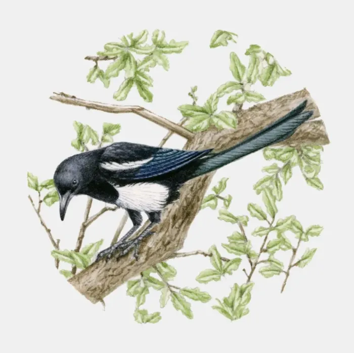 Framed Print : Illustration of a Magpie (Pica pica) sitting on a tree Framed Print : Illustration of a Magpie (Pica pica) sitting on a tree