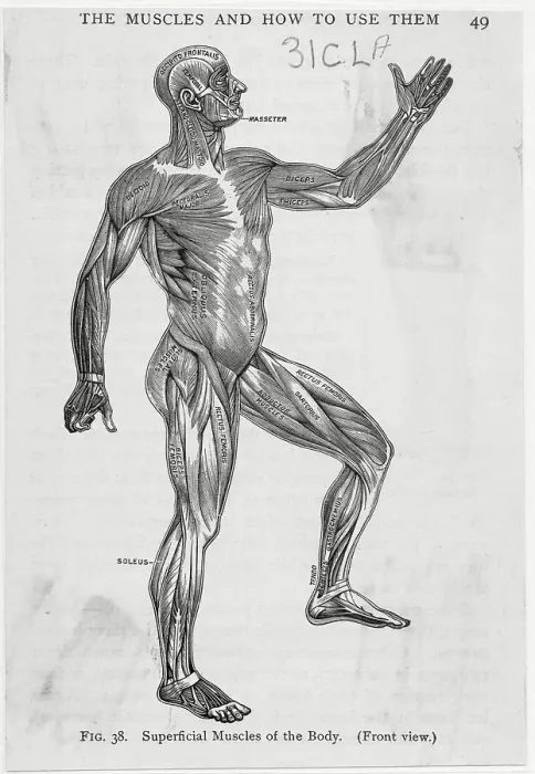 Framed Print : Illustration of Male Body Muscular System Framed Print : Illustration of Male Body Muscular System