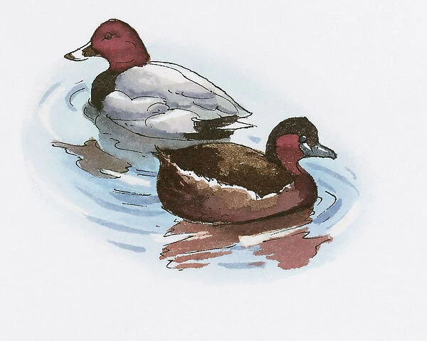 Illustration of male and female Common Pochard (Aythya ferina) ducks on Lake Burdur