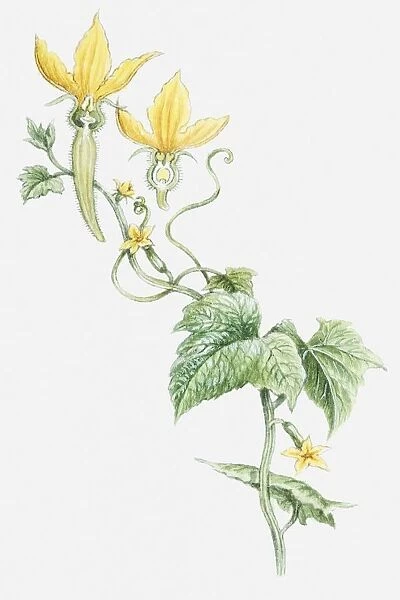 Illustration of male and female flowers and leaves from Cucumis sativus (Cucumber plant)