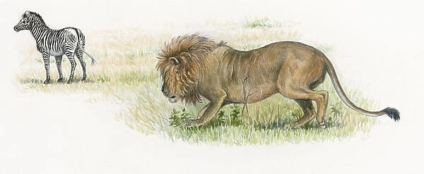 Illustration of male lion stalking zebra on grassland