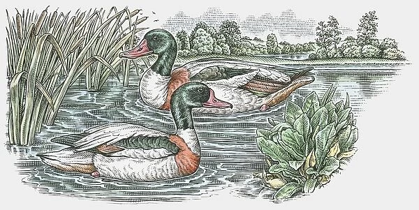 Illustration of two male Mallard (Anas platyrhynchos) ducks swimming on pond