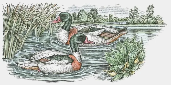 Framed Print : Illustration of two male Mallard (Anas platyrhynchos) ducks swimming on pond Framed Print : Illustration of two male Mallard (Anas platyrhynchos) ducks swimming on pond
