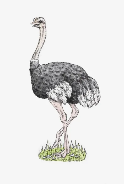 Framed Print : Illustration of male Ostrich (Struthio camelus) standing on grass