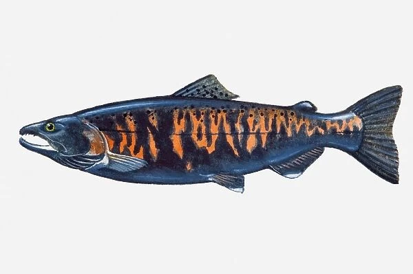 Illustration of male Pacific Masu Salmon (Oncorhynchus masou) fish
