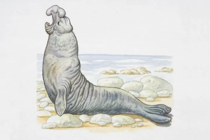 Framed Print : Illustration, male Southern Elephant Seal (Mirounga leonina) on rocky coast, raising its head and calling, side view Framed Print : Illustration, male Southern Elephant Seal (Mirounga leonina) on rocky coast, raising its head and calling, side view
