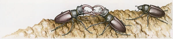 Illustration of two male Stag Beetles (Lucanus cervus) fighting with mandibles on tree trunk
