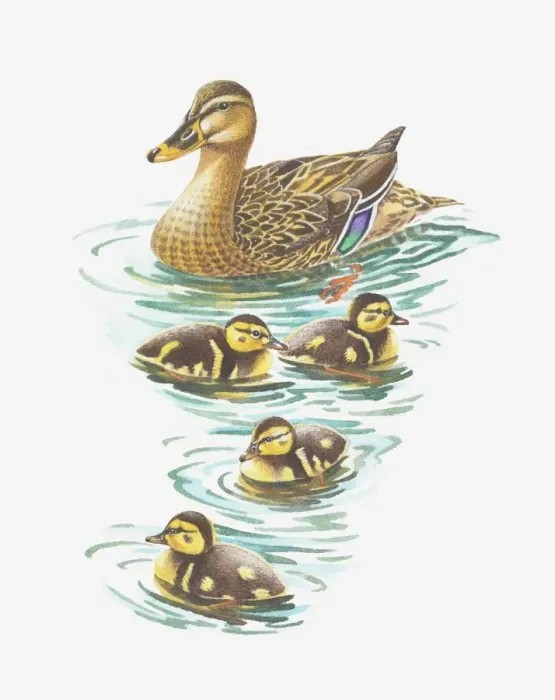Framed Print : Illustration of mallard duck with ducklings Framed Print : Illustration of mallard duck with ducklings