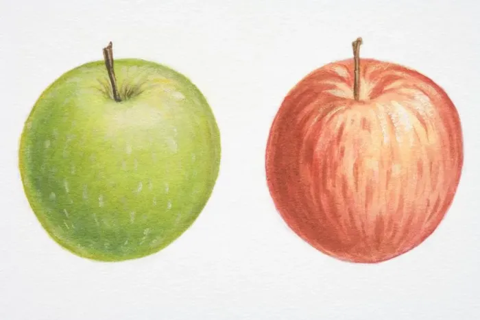 Framed Print : Illustration, Malus, red Apple and green Apple Framed Print : Illustration, Malus, red Apple and green Apple
