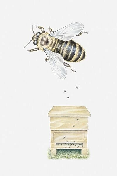 Illustration of a man-made beehive with a single, magnified bee above it
