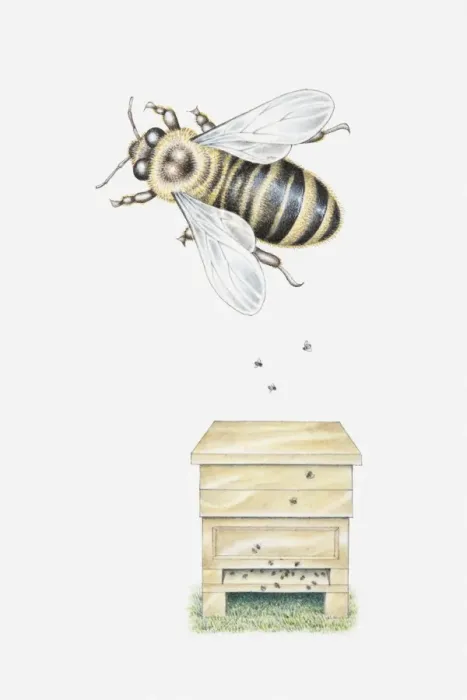 Framed Print : Illustration of a man-made beehive with a single, magnified bee above it Framed Print : Illustration of a man-made beehive with a single, magnified bee above it