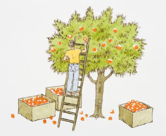 Framed Print : Illustration of man picking apples from tree, and boxes full of oranges below Framed Print : Illustration of man picking apples from tree, and boxes full of oranges below