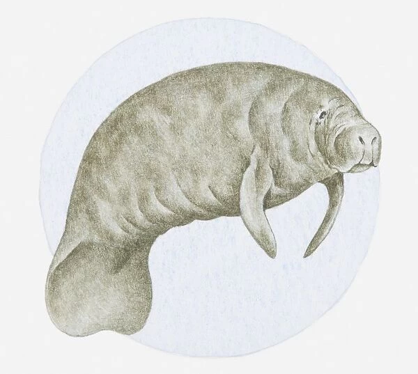 Illustration of a Manatee (Trichechus sp. ) underwater