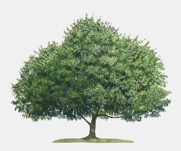Illustration of Mangifera indica (Mango), a large evergreen tropical tree