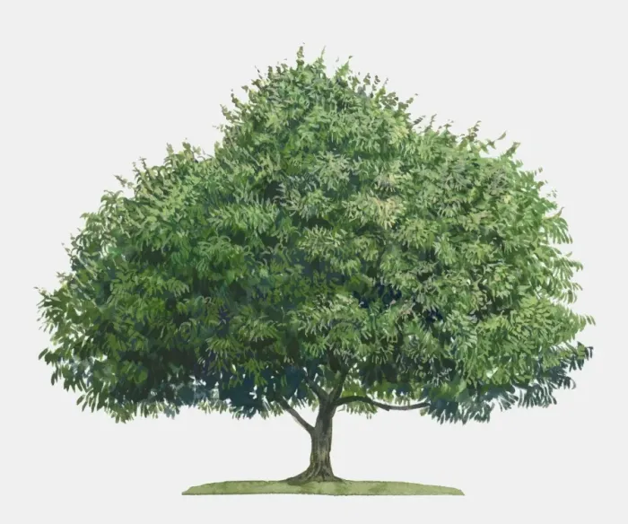 Framed Print : Illustration of Mangifera indica (Mango), a large evergreen tropical tree Framed Print : Illustration of Mangifera indica (Mango), a large evergreen tropical tree