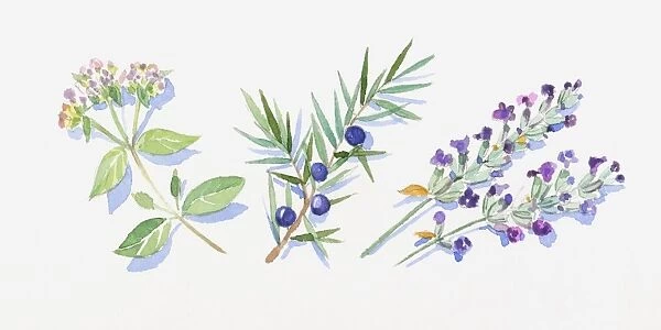 Illustration of marjoram leaves and flowers on stem, juniper berries and leaves on stem, and lavender flowers on stem