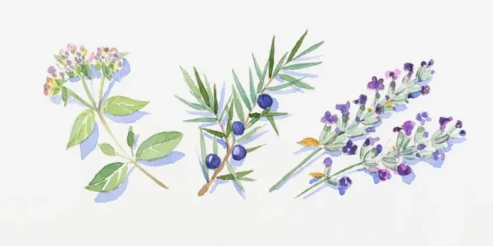 Framed Print : Illustration of marjoram leaves and flowers on stem, juniper berries and leaves on stem, and lavender flowers on stem Framed Print : Illustration of marjoram leaves and flowers on stem, juniper berries and leaves on stem, and lavender flowers on stem