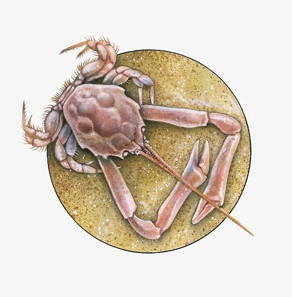 Illustration of Masked Crab (Corystes cassivelaunus) on sand