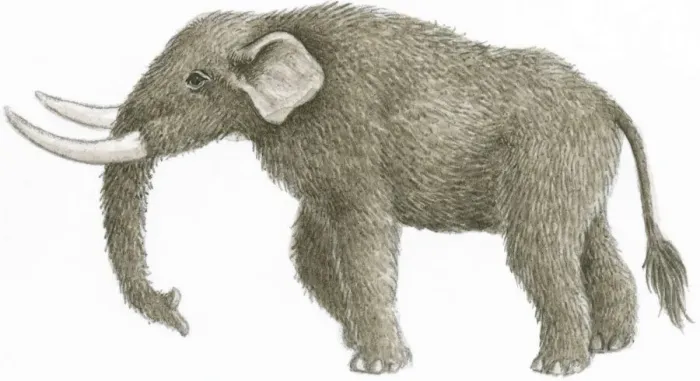 Framed Print : Illustration of Mastodon (Mammut), prehistoric mammal with furry skin and long, white tusks Framed Print : Illustration of Mastodon (Mammut), prehistoric mammal with furry skin and long, white tusks