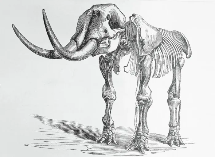 Framed Print : Illustration of Mastodon Skeleton Framed Print : Illustration of Mastodon Skeleton