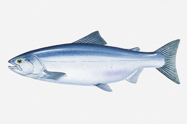 Illustration of Masu Salmon (Oncorhynchus masou) fish