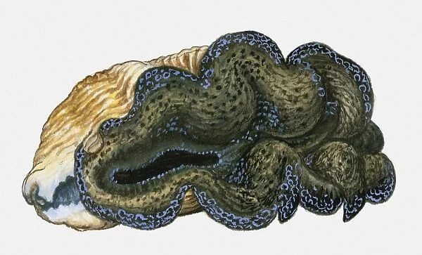 Illustration of Maxima Clam (Tridacna maxima)