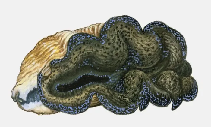 Framed Print : Illustration of Maxima Clam (Tridacna maxima) Framed Print : Illustration of Maxima Clam (Tridacna maxima)
