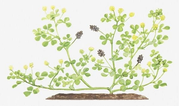Illustration of Medicago lupulina (Black medick), flowers and fruit-pods